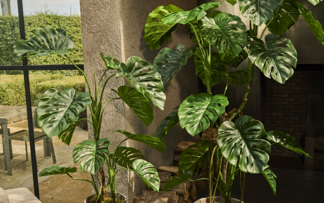 Große künstliche Monstera-Pflanzen in Betontöpfen in einem lichtdurchfluteten Wohnraum