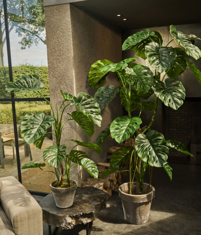 Große künstliche Monstera-Pflanzen in Betontöpfen in einem lichtdurchfluteten Wohnraum
